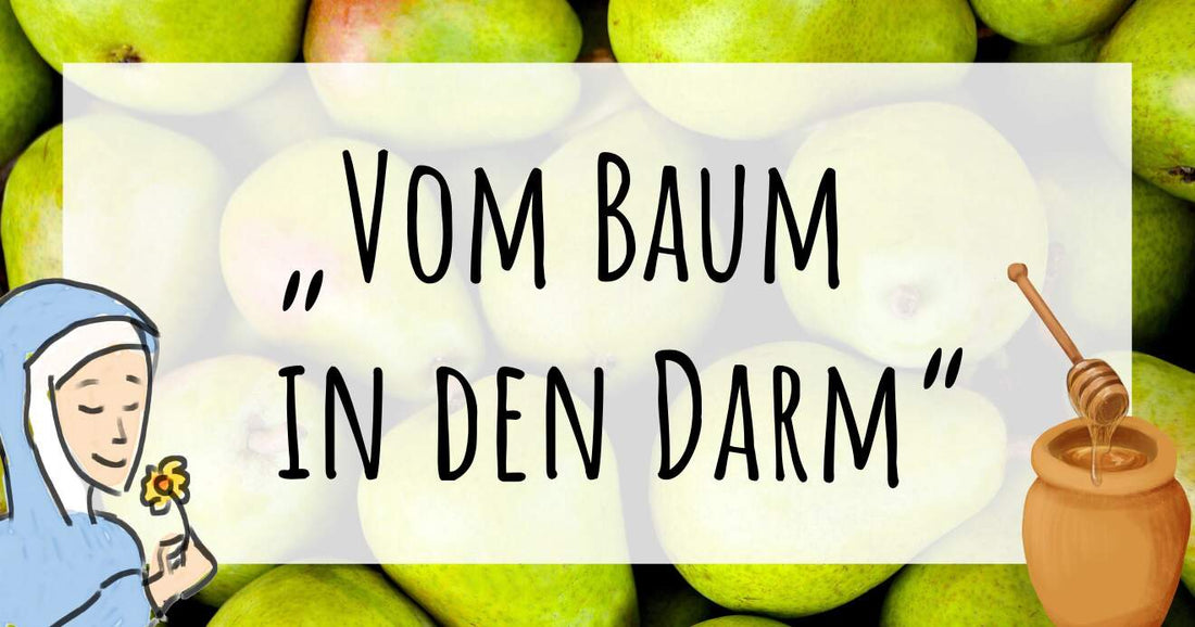 Vom Baum in den Darm - Bärwurz-Birnhonig-Kur nach Hildegard von Bingen